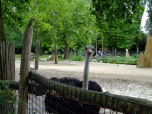 369-2006-07-09 Dierentuin