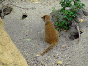 370-2006-07-09 Dierentuin