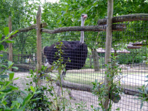 371-2006-07-09 Dierentuin