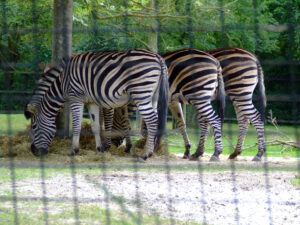 372-2006-07-09 Dierentuin