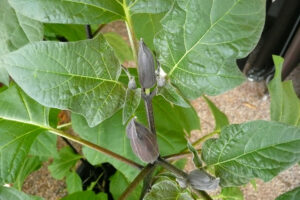 372-2008-08-16 Tuin