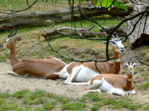 373-2006-07-09 Dierentuin