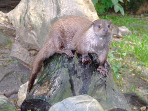 375-2006-07-09 Dierentuin