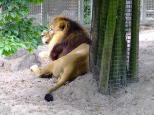 376-2006-07-09 Dierentuin
