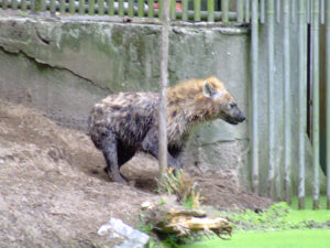 377-2006-07-09 Dierentuin