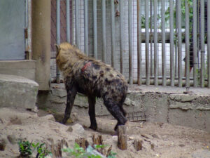 378-2006-07-09 Dierentuin