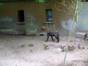 379-2006-07-09 Dierentuin