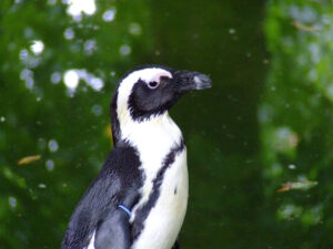 380-2006-07-09 Dierentuin