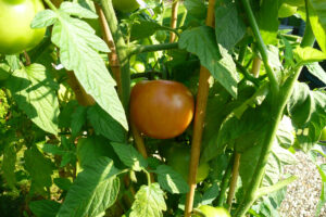 403-2008-08-30 Tuin