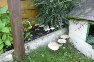 469-2010-08-25 Tuin