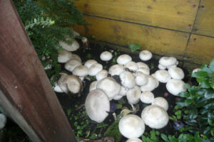 471-2010-08-25 Tuin
