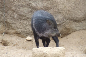 480-2006-09-25 Dierentuin