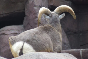 488-2006-09-25 Dierentuin