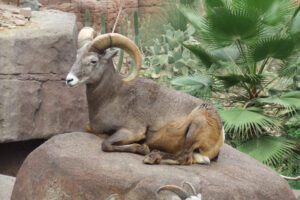 492-2006-09-25 Dierentuin