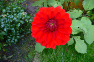 498-2008-09-27 Tuin