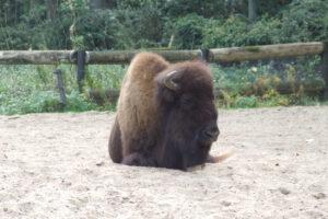 509-2006-09-25 Dierentuin