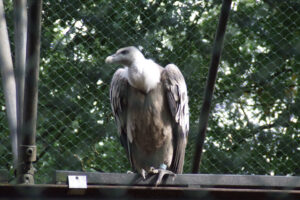 510-2006-09-25 Dierentuin
