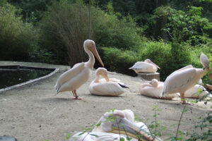 511-2006-09-25 Dierentuin