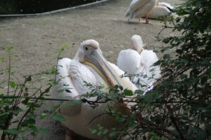 512-2006-09-25 Dierentuin