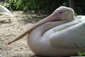 513-2006-09-25 Dierentuin