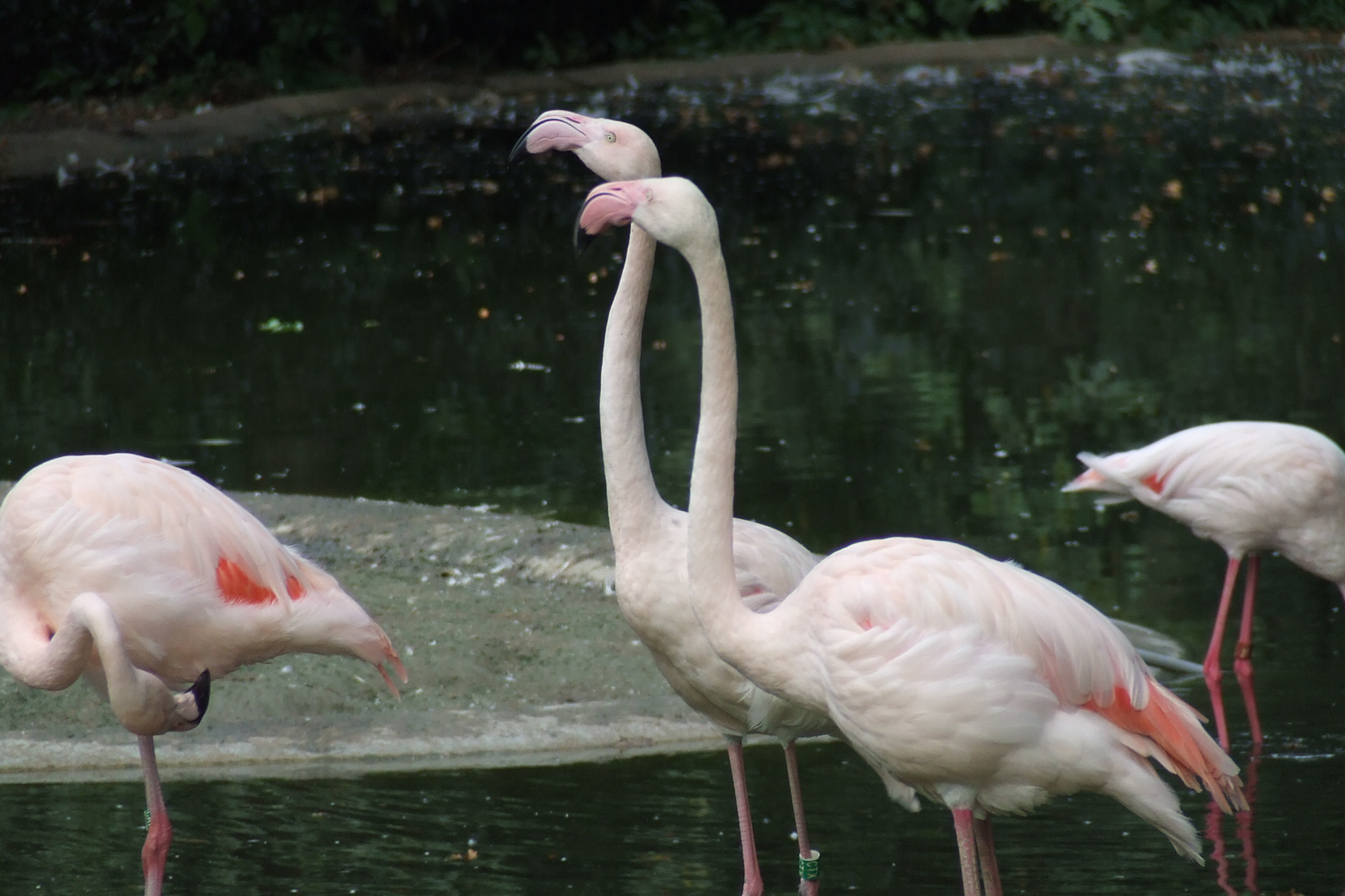 Burgers Zoo