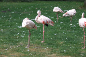 517-2006-09-25 Dierentuin