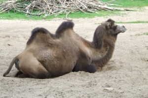522-2006-09-25 Dierentuin