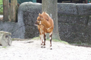 523-2006-09-25 Dierentuin