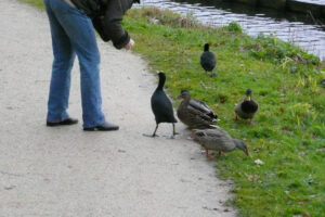 523-2008-11-25 Huttenheugte en dierentuin Emmen