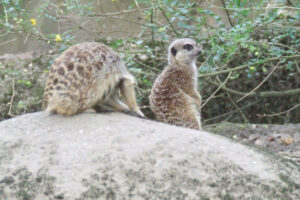 524-2006-09-25 Dierentuin