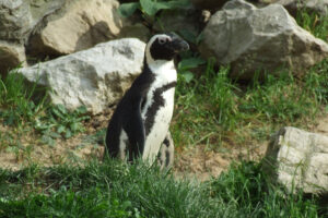 526-2006-09-25 Dierentuin