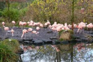 537-2008-11-25 Huttenheugte en dierentuin Emmen