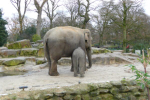 538-2008-11-25 Huttenheugte en dierentuin Emmen