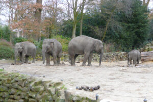541-2008-11-25 Huttenheugte en dierentuin Emmen