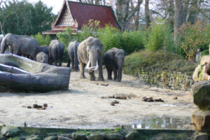 547-2008-11-25 Huttenheugte en dierentuin Emmen