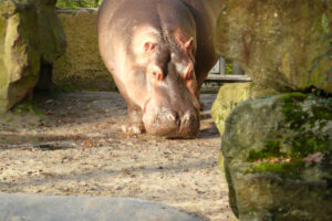 550-2008-11-25 Huttenheugte en dierentuin Emmen