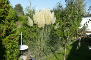 567-2010-10-09 Tuin