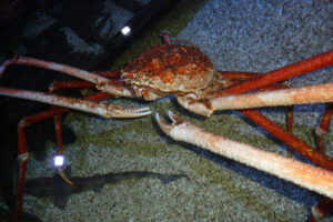 580-2010-10-29 Sealife Scheveningen