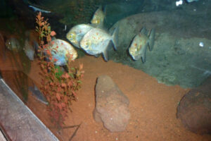 582-2010-10-29 Sealife Scheveningen