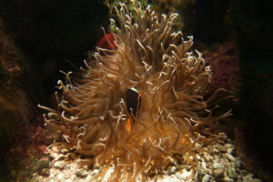 584-2010-10-29 Sealife Scheveningen