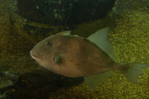 586-2010-10-29 Sealife Scheveningen