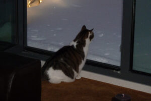 622-2010-12-19 Sneeuw
