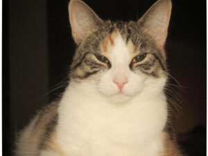LIefie
