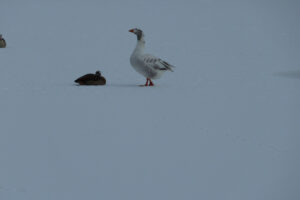 030-2012-02-05 Sneeuw