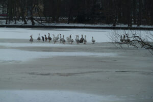 031-2012-02-05 Sneeuw