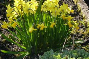037-2011-03-20 Tuin