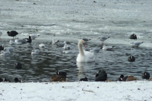 037-2012-02-05 Sneeuw