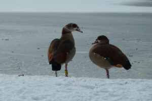 039-2012-02-05 Sneeuw