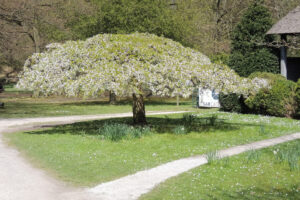 056-2013-04-28 Japansetuin Clingendeal