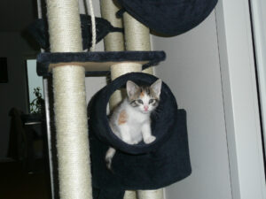 082-2012-05-08 De Krabpaal